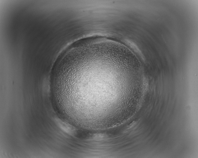 X0000069800204200605191113