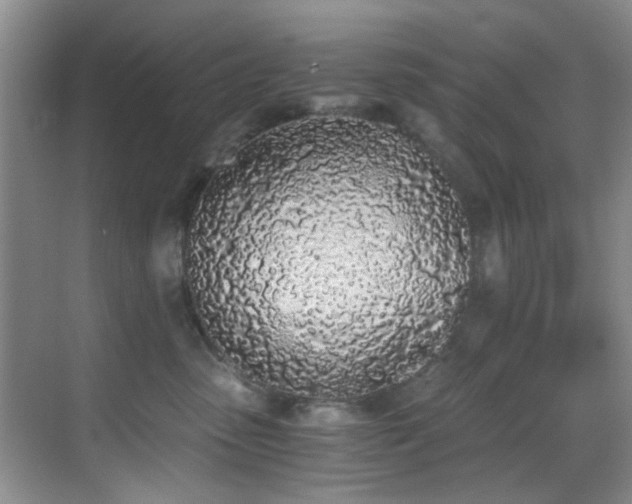 X0000069800475200605191109