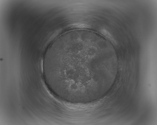 X0000069800014200605261734