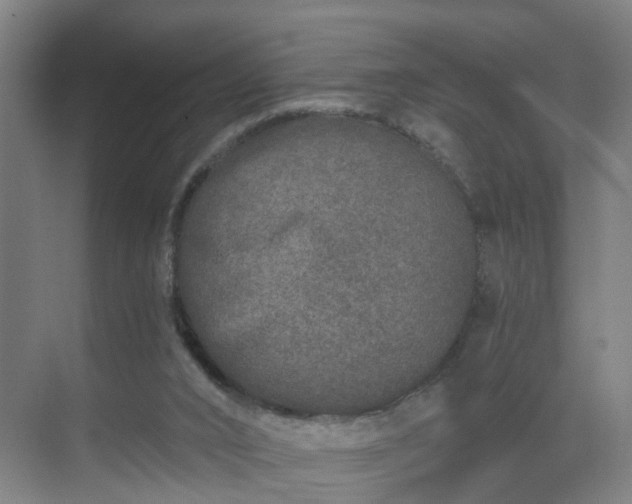 X0000069800016200605261734