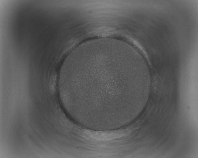 X0000069800018200605261734