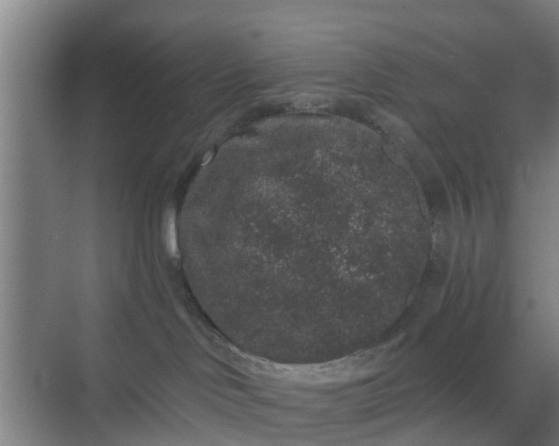 X0000069800046200605261734