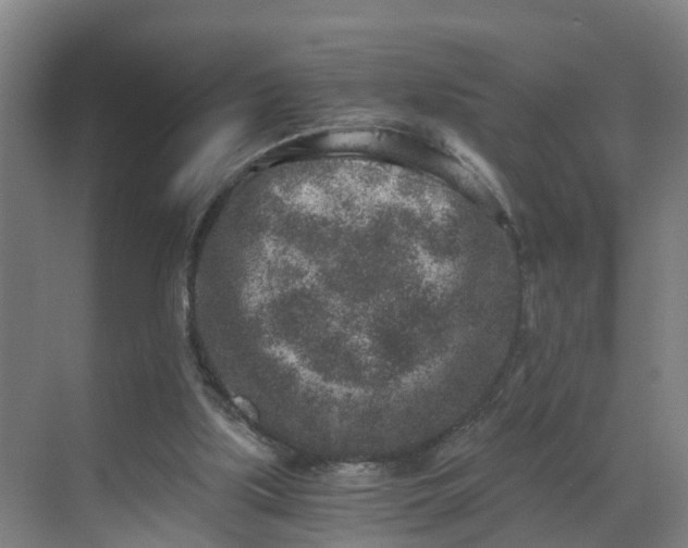 X0000069800059200605261733