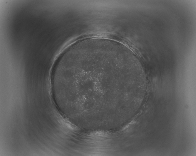 X0000069800198200605261731