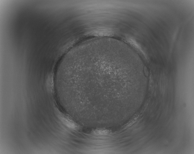 X0000069800202200605261731