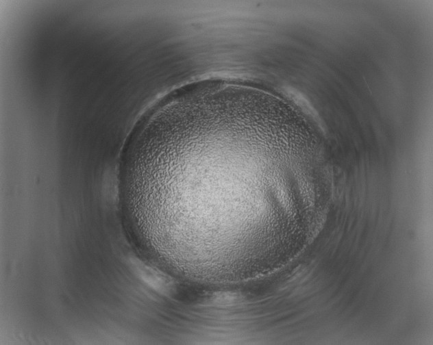 X0000069800204200605261731