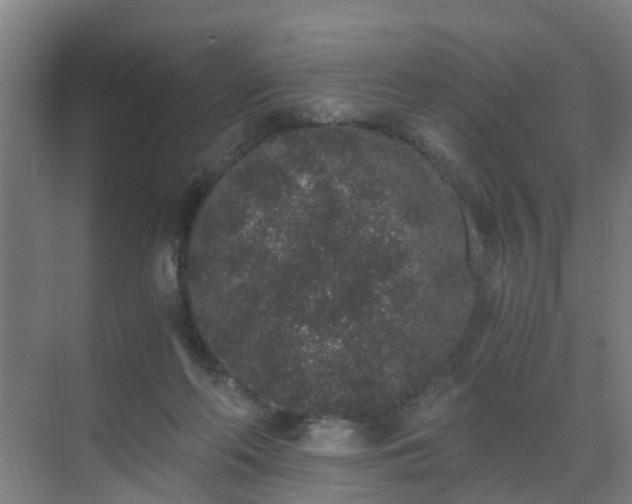 X0000069800214200605261731