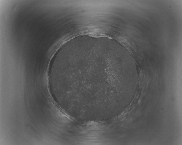 X0000069800290200605261730