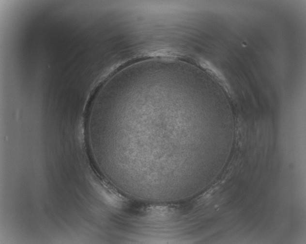 X0000069800298200605261730