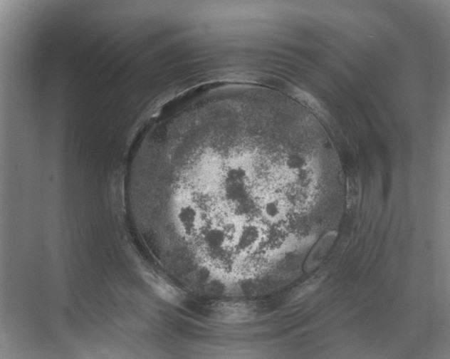 X0000069800349200605261728