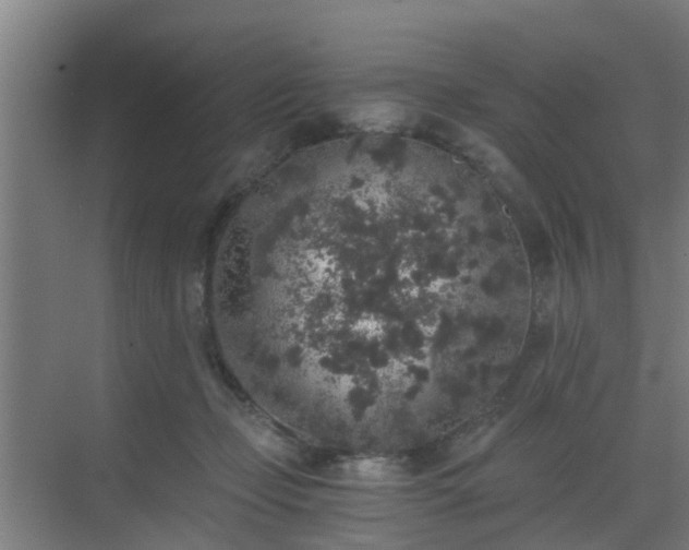 X0000069800365200605261729