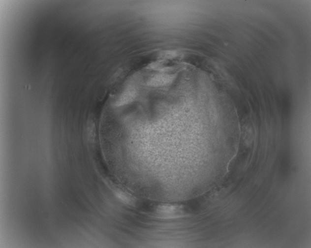 X0000069800375200605261729