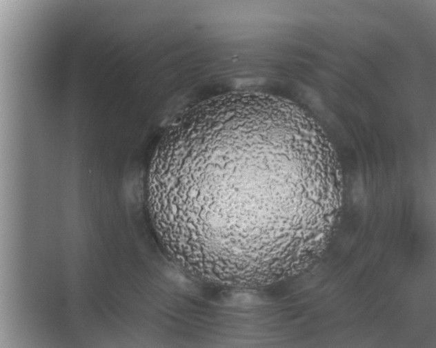 X0000069800475200605261727