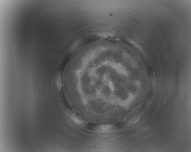 X0000069800479200605261727