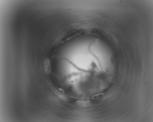 X0000069800480200605261727