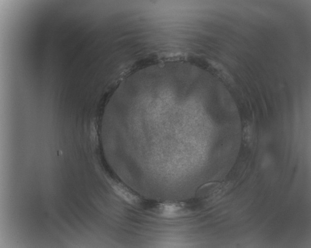 X0000069800662200605261724