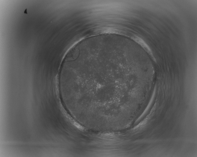 X0000069800798200605261721