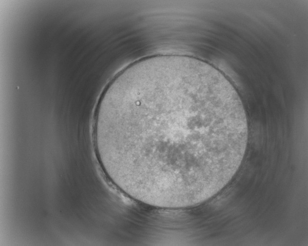 X0000069800856200605261721