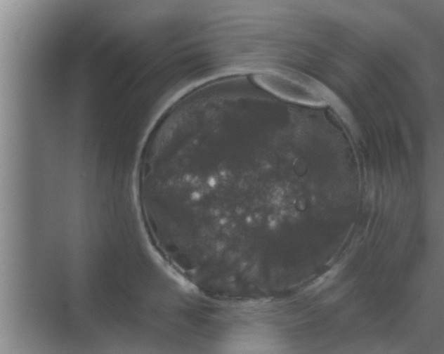 X0000069800958200605261719