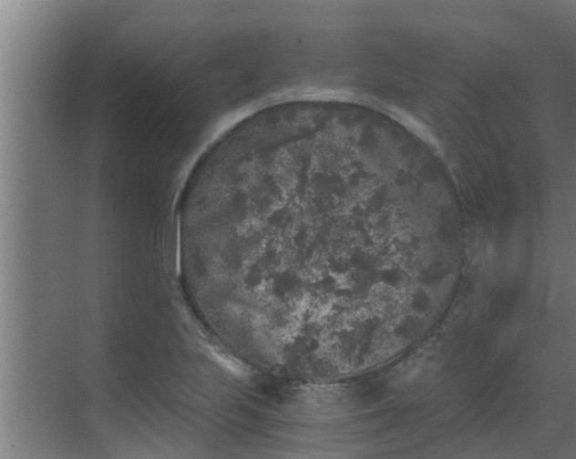 X0000069801223200605261714