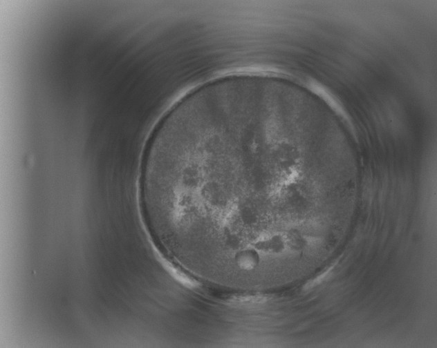 X0000069801237200605261714