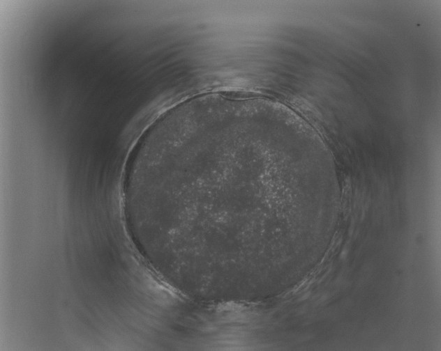 X0000069800290200606021446