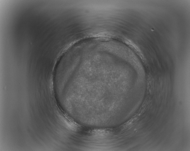 X0000069800298200606021446