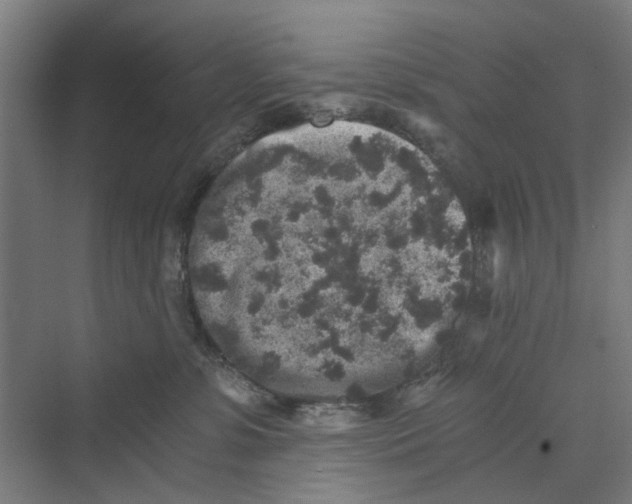 X0000069800331200606021446