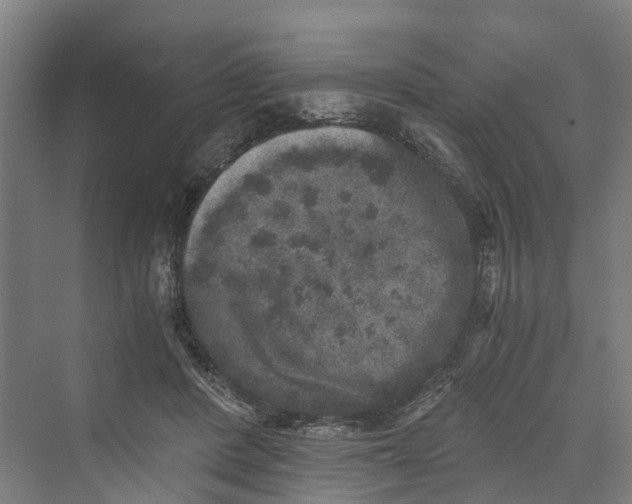 X0000069800408200606021444