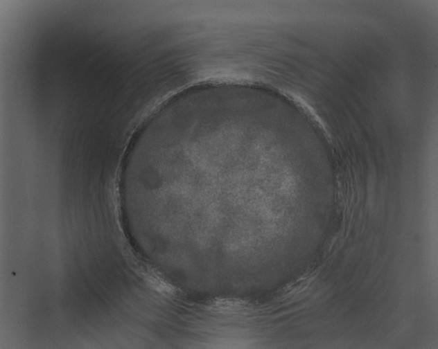 X0000069800487200606021443