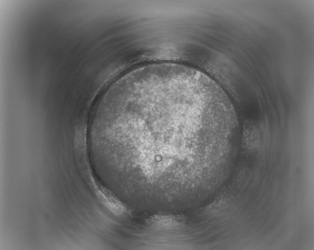 X0000069800534200606021442