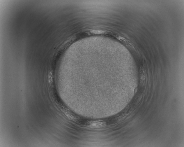 X0000069800555200606021442