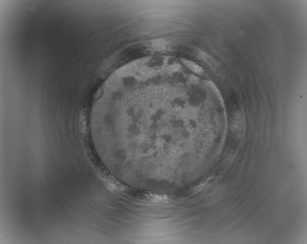 X0000069800715200606021439