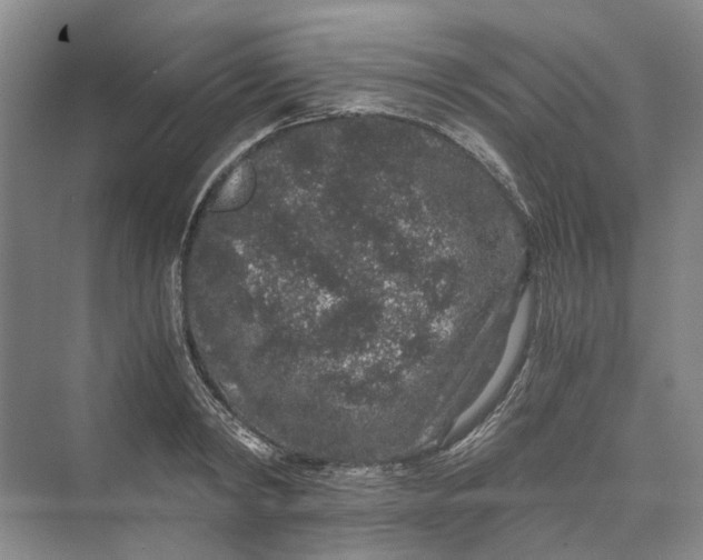 X0000069800798200606021438