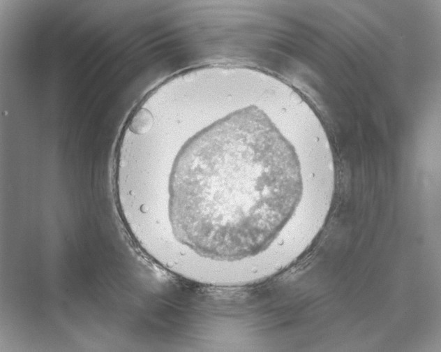 X0000069800856200606021437