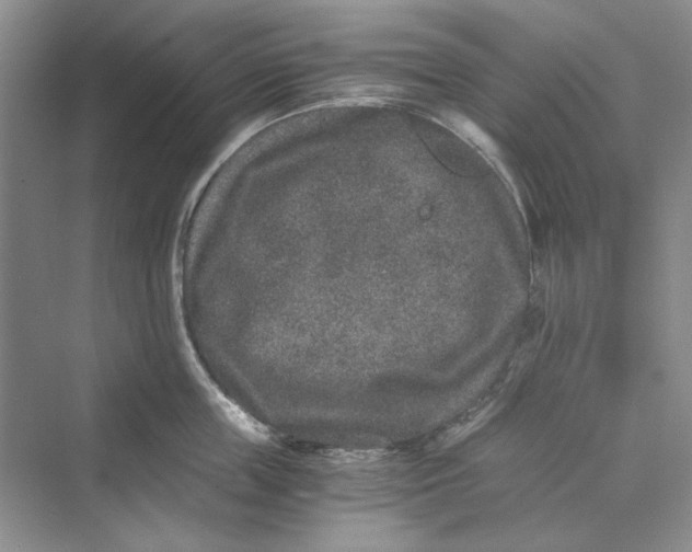 X0000069800859200606021437