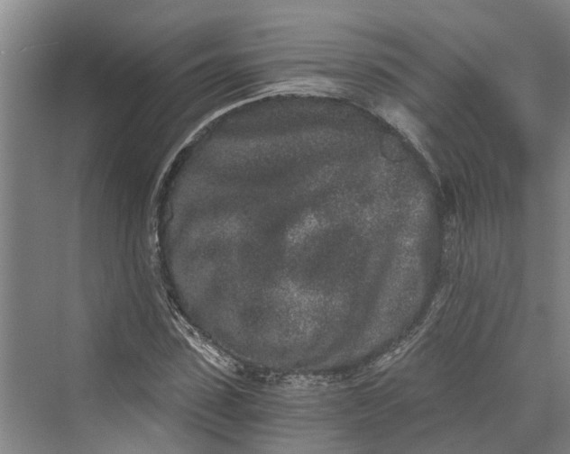 X0000069800923200606021435