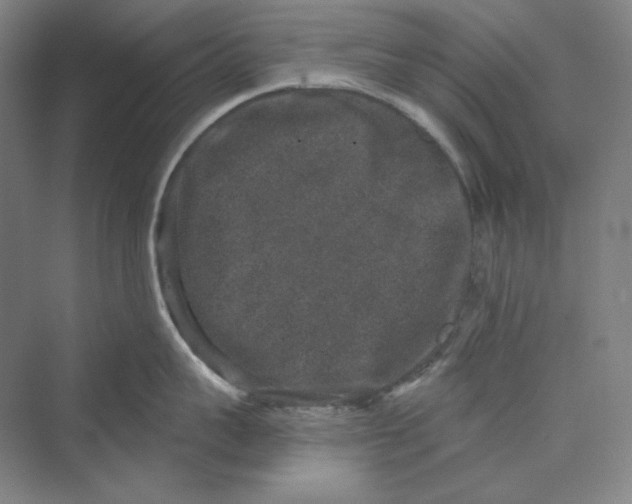 X0000069800959200606021436