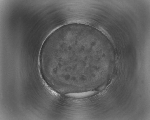 X0000069801028200606021434