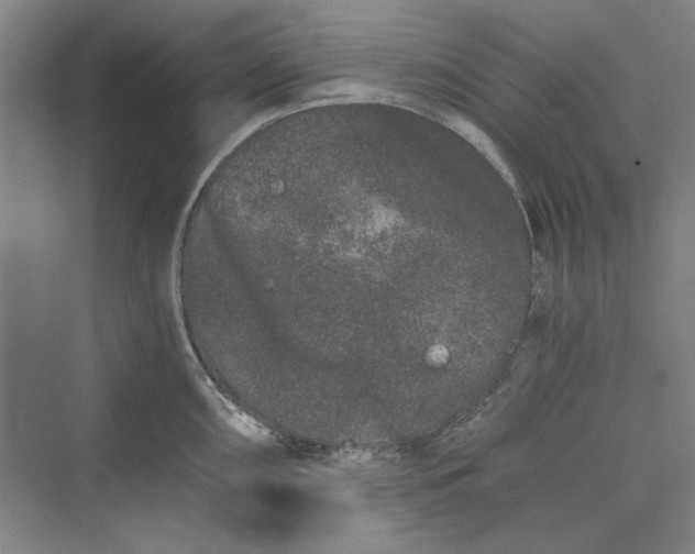 X0000069801098200606021433