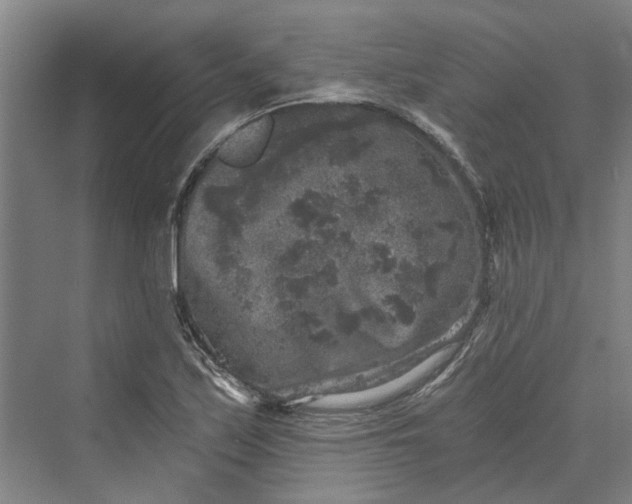 X0000069801171200606021431