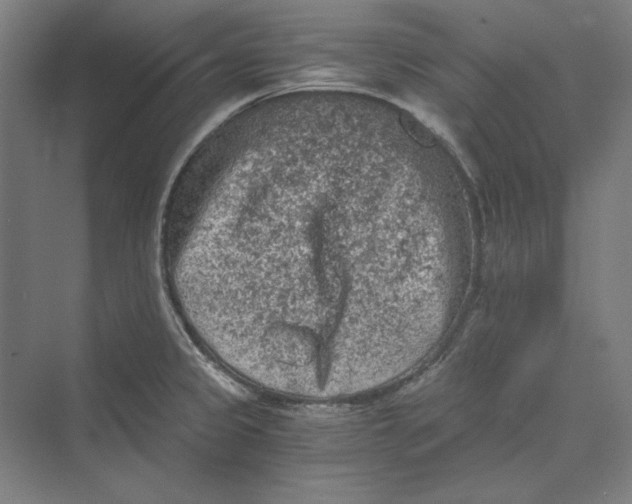 X0000069801333200606021429