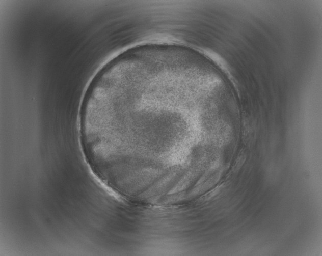 X0000069801335200606021429