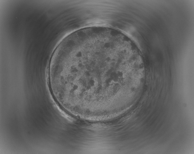 X0000069801383200606021428