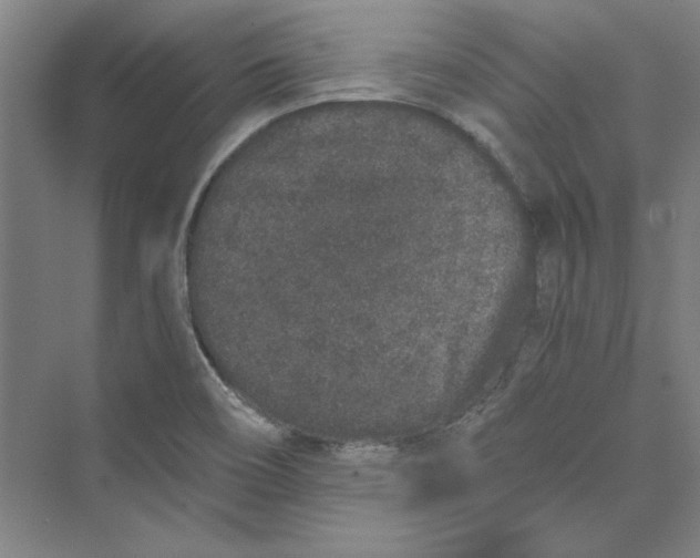 X0000069801466200606021426