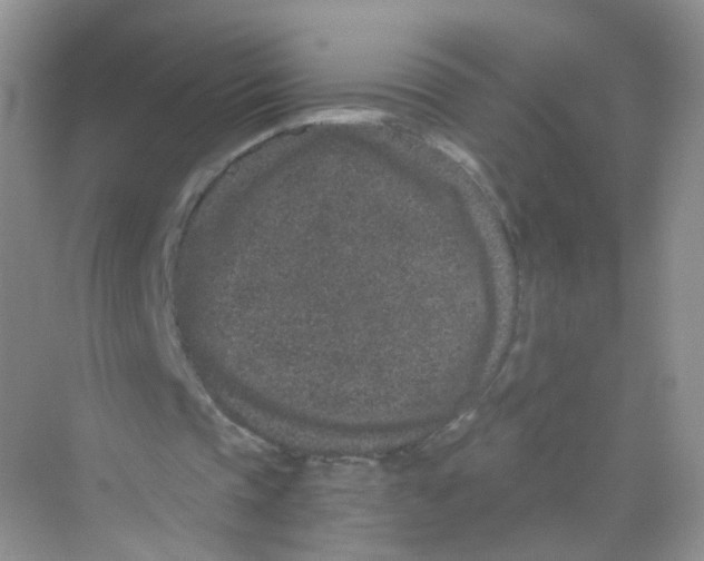 X0000069800337200606091814