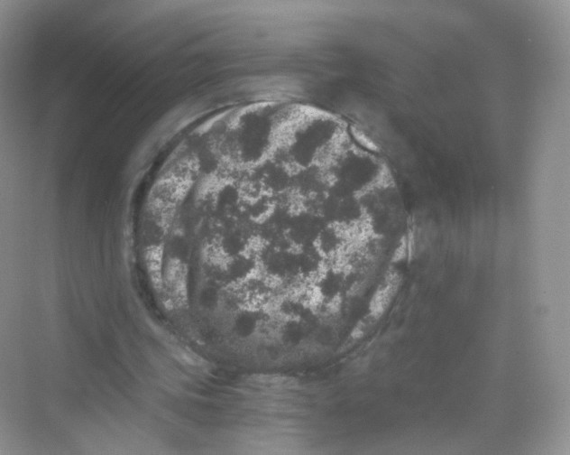 X0000069800339200606091814