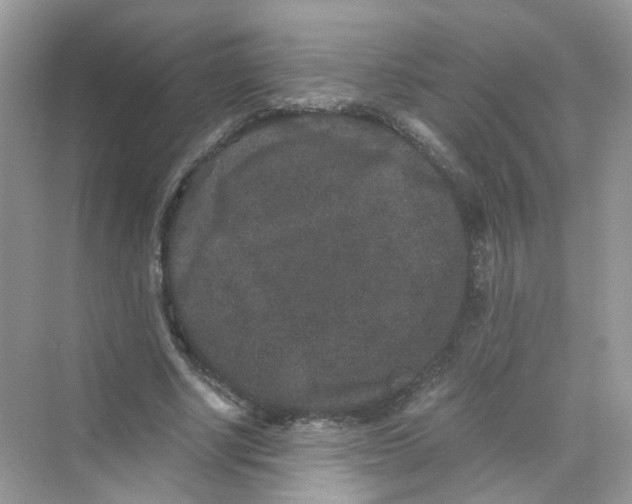 X0000069800634200606091810