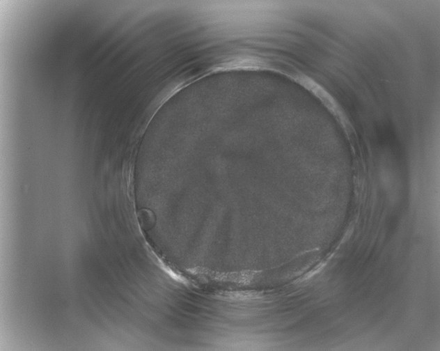 X0000069801337200606091759