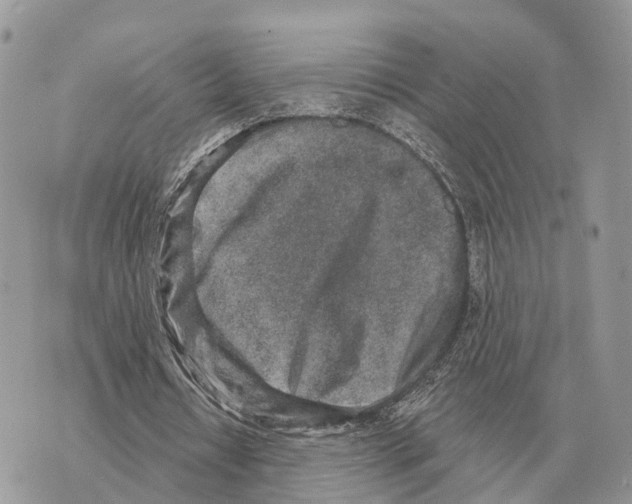 X0000069800434200606161827
